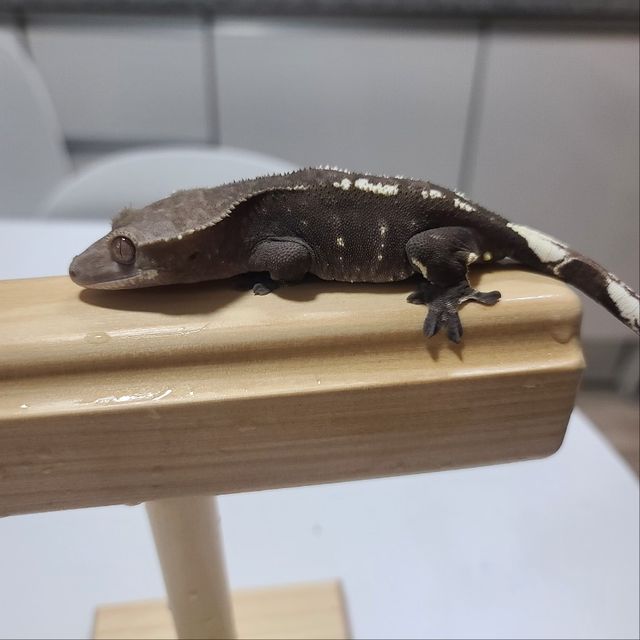 아잔틱 화이트스팟