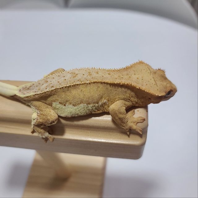 옐로우 크림시클 팬텀