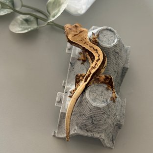 노멀 풀핀 쿼드