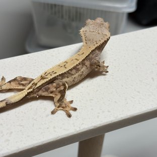 세이블 풀핀 드리피