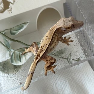 세이블 드리피 화이트스팟 풀핀