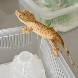 옐로우 브린들 벅스킨 팬텀 크림시클 타이거