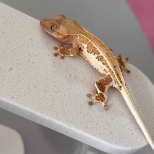 크림 크림시클 릴리화이트 화이트핀