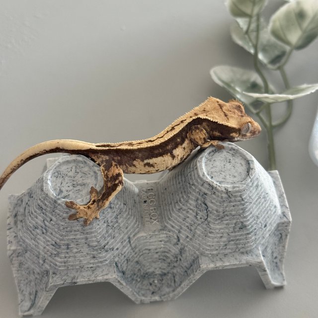 노멀 풀핀 쿼드