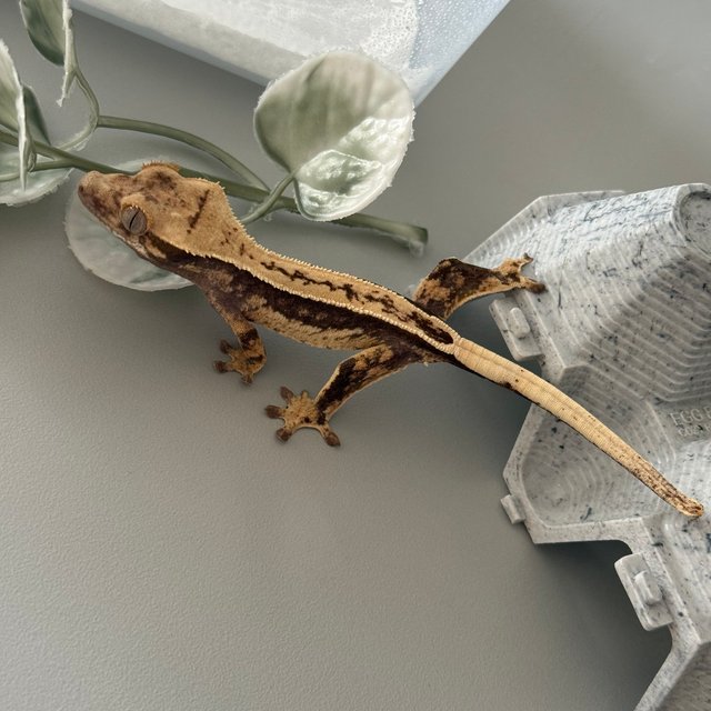 노멀 풀핀 쿼드