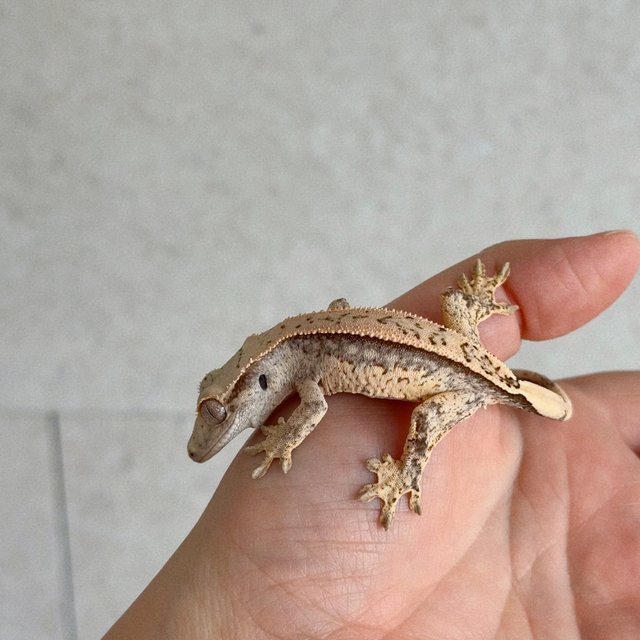 노멀 크림 크림시클