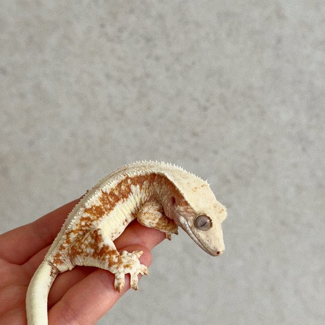 레드 릴리화이트