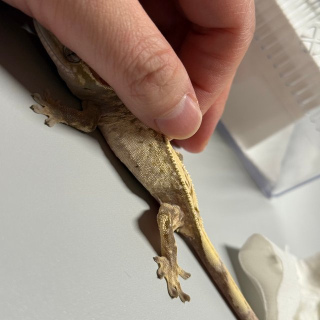 세이블 드리피 화이트스팟 풀핀