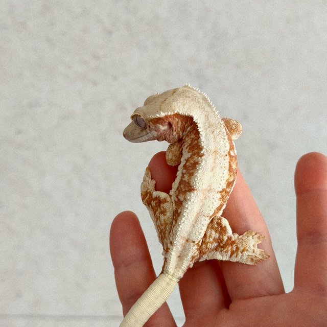 레드 릴리화이트