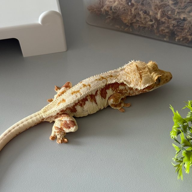 릴리화이트 레드