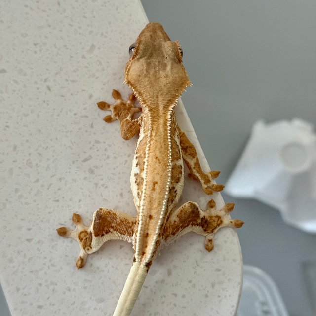 크림 크림시클 릴리화이트 화이트핀