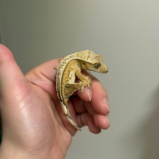 크림 크림시클 옐로우 화이트핀