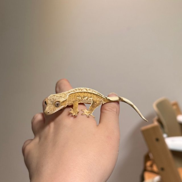 크림 크림시클 옐로우 화이트핀