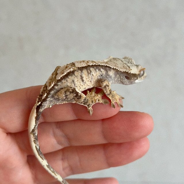 드리피 화이트스팟