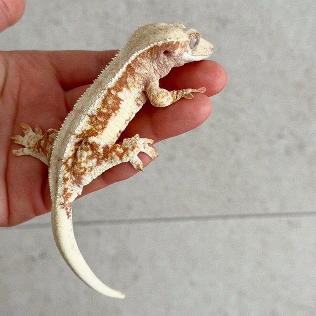 레드 릴리화이트