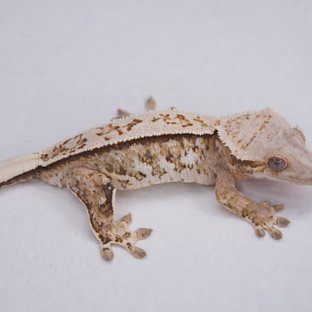 핀스트라이프 트라이 익스트림할리퀸