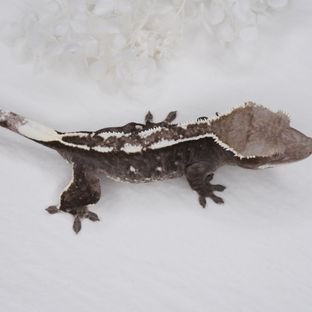 아잔틱