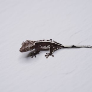 아잔틱
