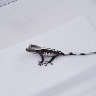 아잔틱