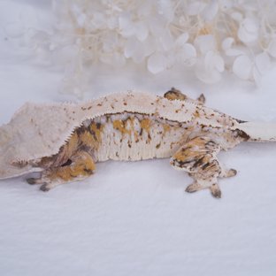 트라이 드리피 익스트림할리퀸 화이트스팟