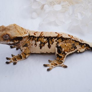 트라이 익스트림할리퀸