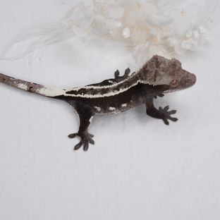 아잔틱