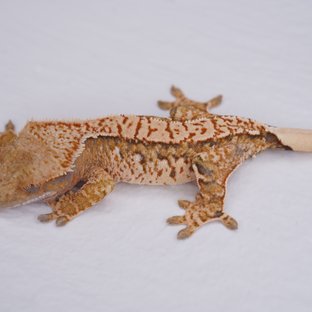 트라이 익스트림할리퀸