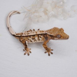 트라이