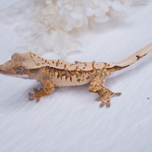 트라이 익스트림할리퀸