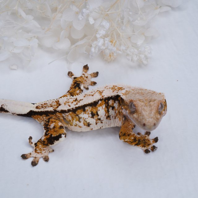 핀스트라이프 트라이