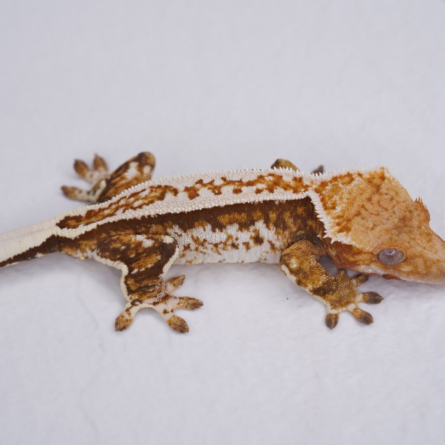 핀스트라이프 트라이