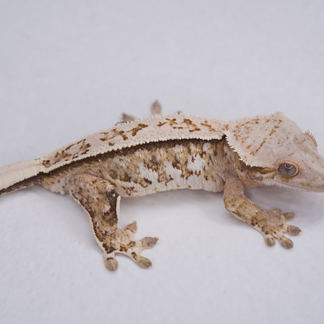 핀스트라이프 트라이 익스트림할리퀸