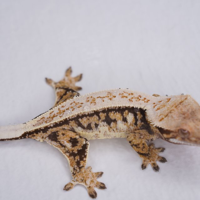 핀스트라이프 트라이