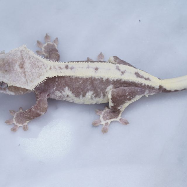 릴잔틱