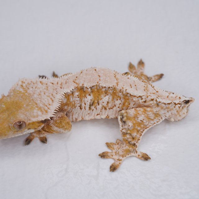 트라이 익스트림할리퀸