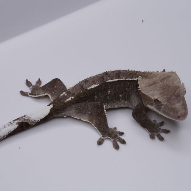 아잔틱