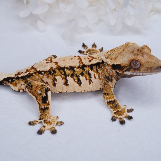 트라이 익스트림할리퀸