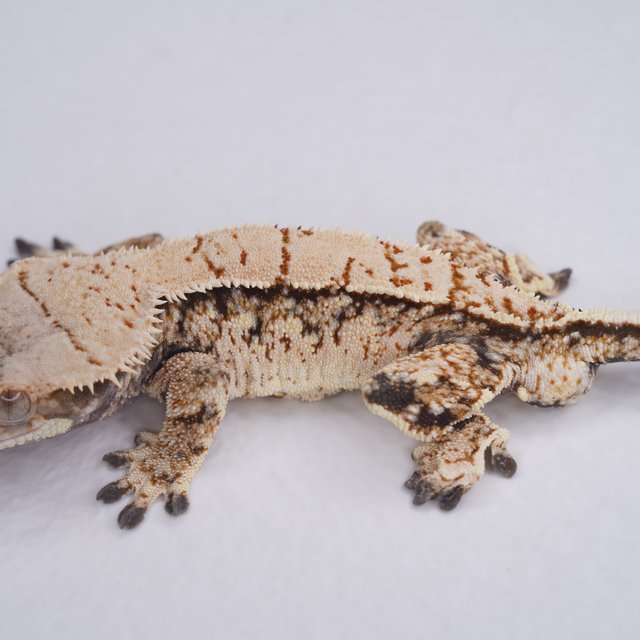 트라이 익스트림할리퀸