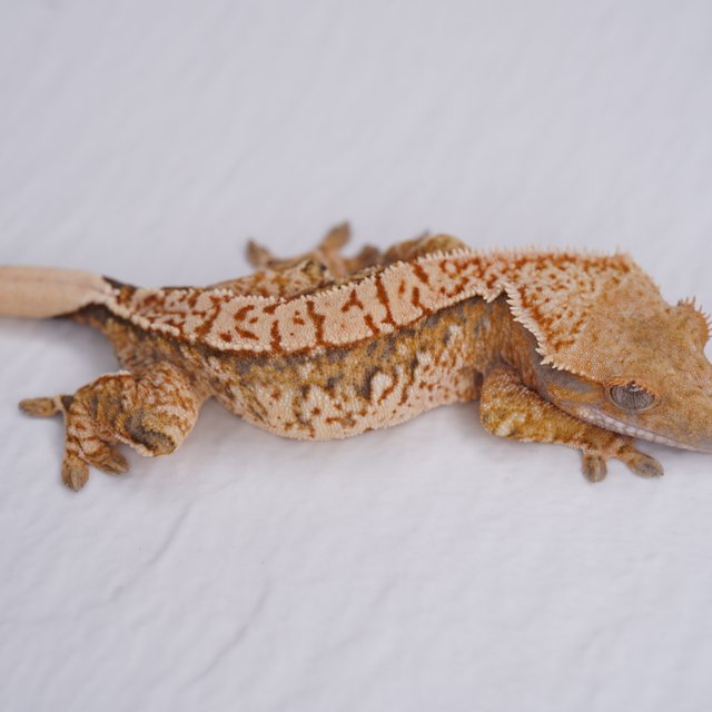 트라이 익스트림할리퀸