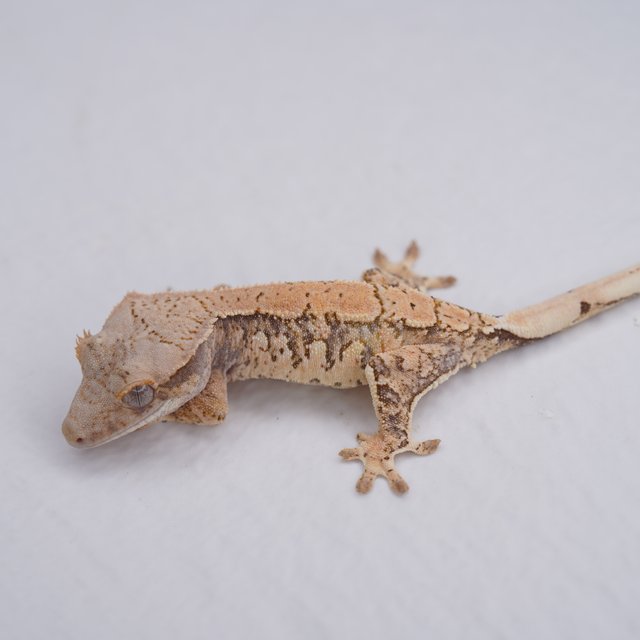 트라이 익스트림할리퀸