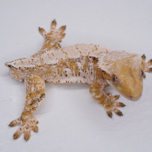 트라이 익스트림할리퀸