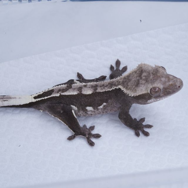 아잔틱