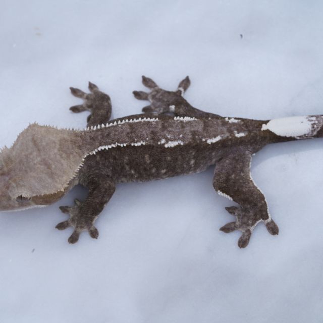 아잔틱