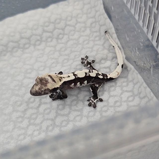 아잔틱