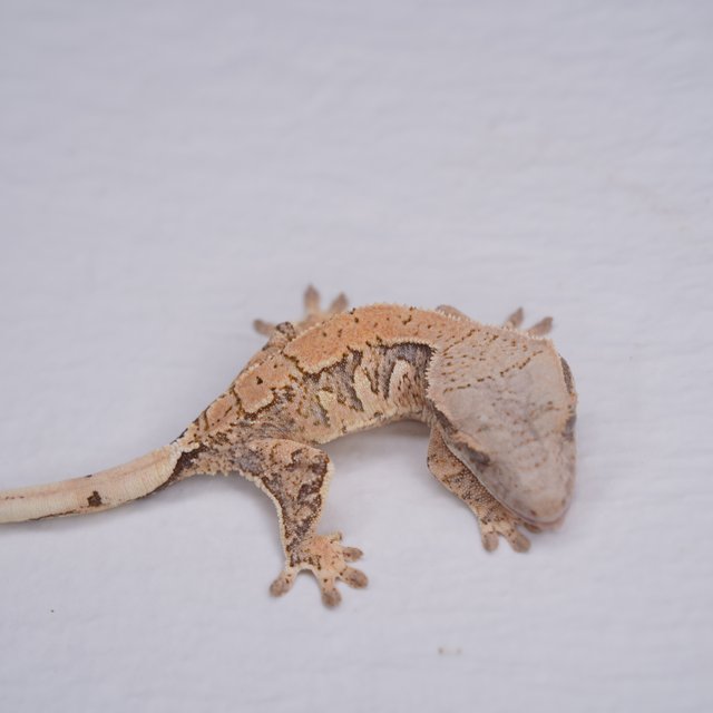 트라이 익스트림할리퀸