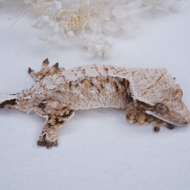 드리피 화이트스팟