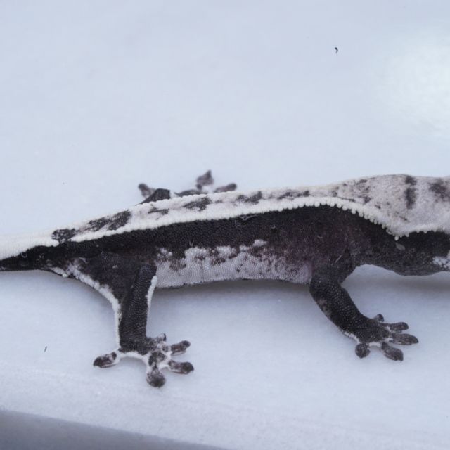 아잔틱