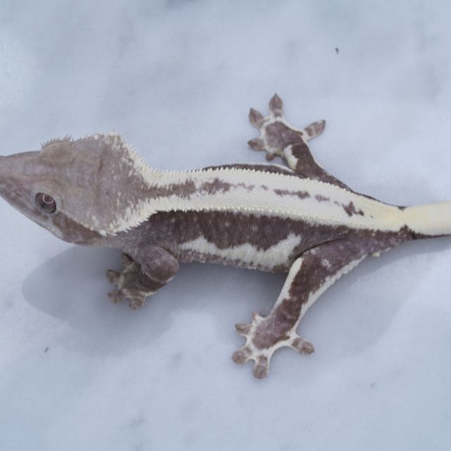 릴잔틱