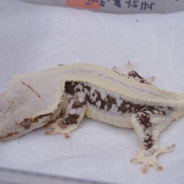 릴리화이트