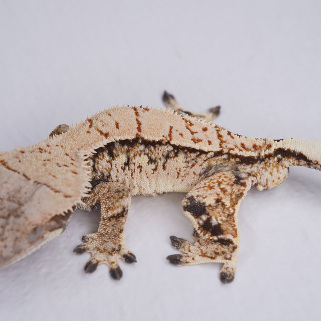 트라이 익스트림할리퀸